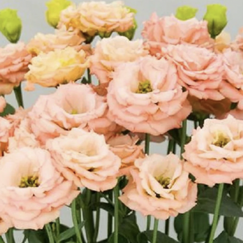 Lisianthus Plugs - Celeb 2 Apricot
