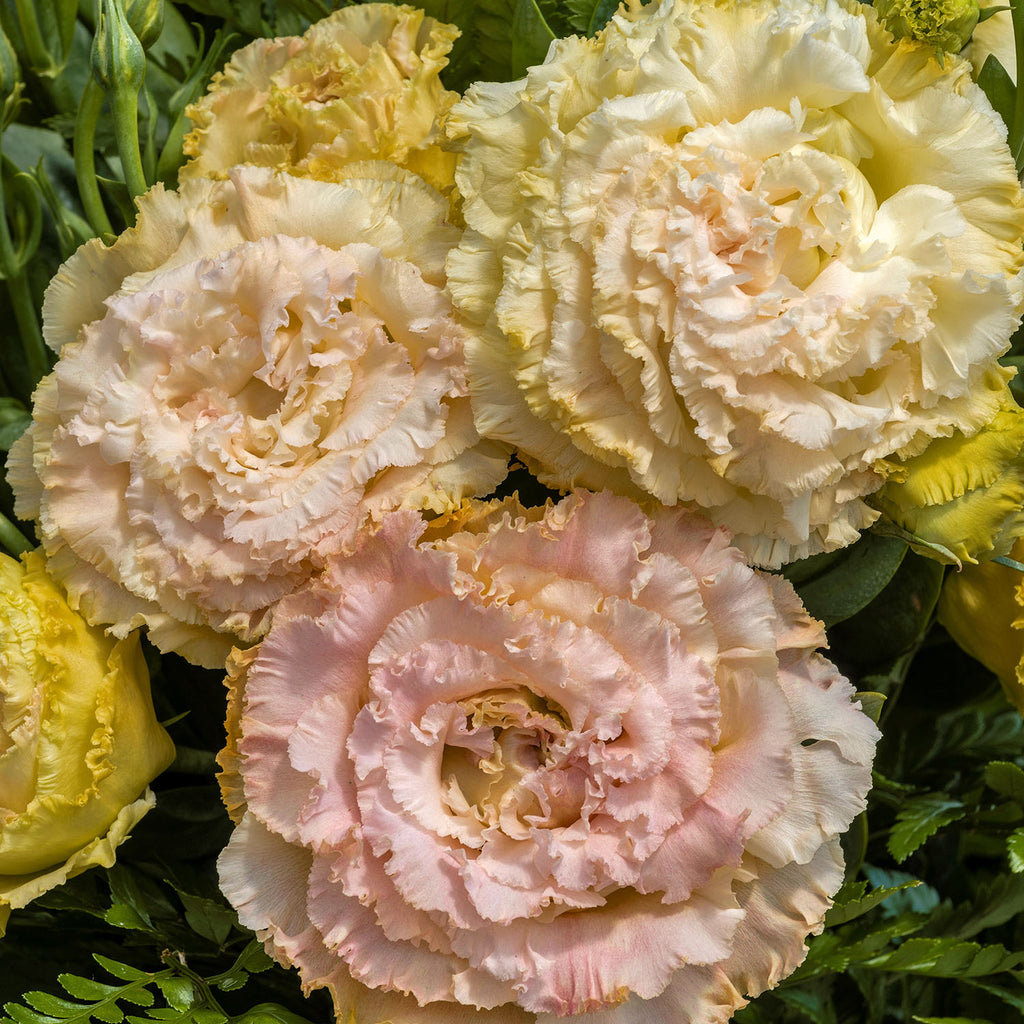 Lisianthus Plugs - Voyage 2 Apricot Light