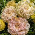 Lisianthus Plugs - Voyage 2 Apricot Light