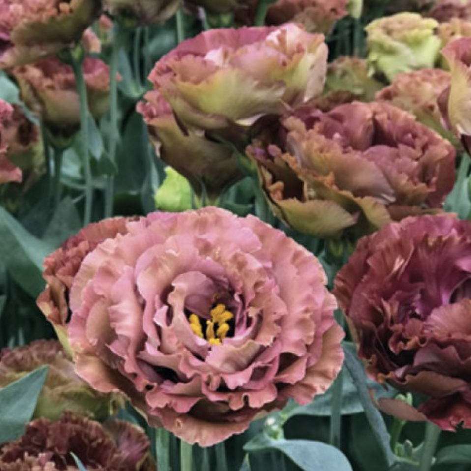 Lisianthus Plugs - Rosanne Brown 3