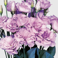 Lisianthus Plugs - Echo Lavender