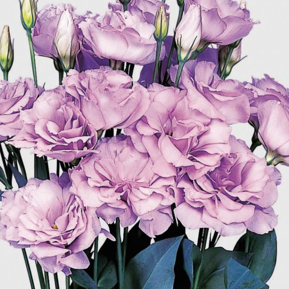 Lisianthus Plugs - Echo Lavender