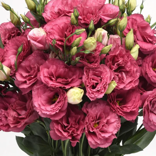 Lisianthus Plugs - Can Can Carmine Rose