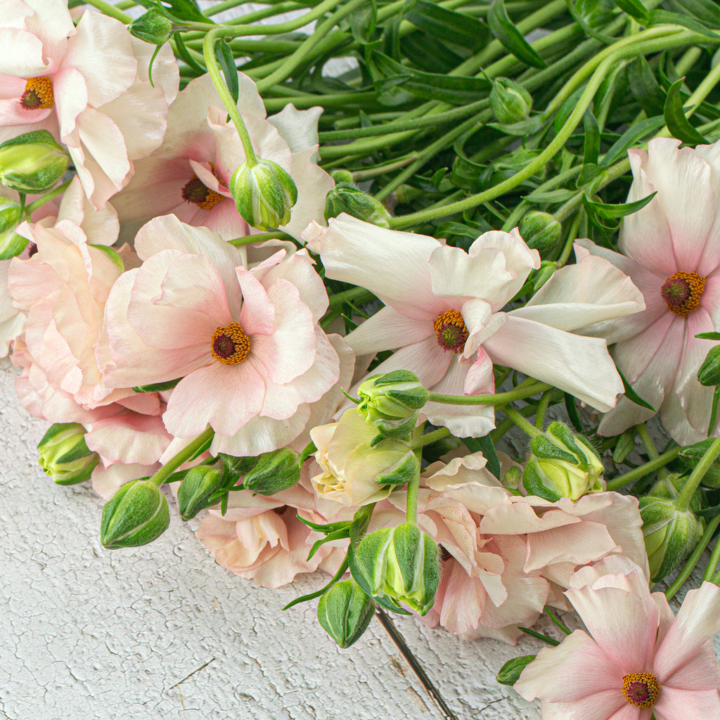 Butterfly Ranunculus Plant - Ariadne