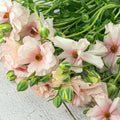 Butterfly Ranunculus Plant - Ariadne